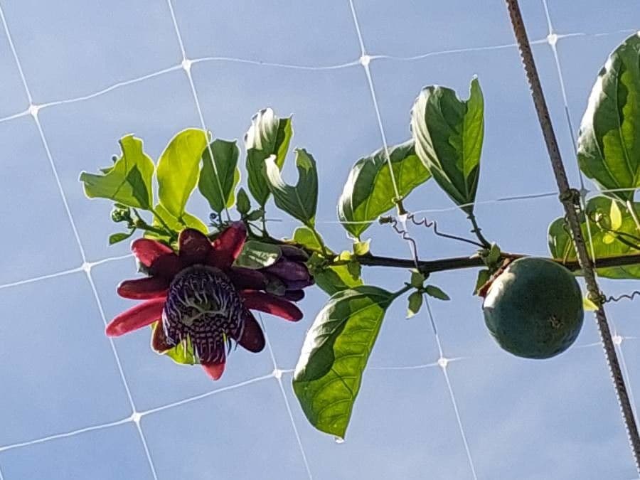 Passiflora 14