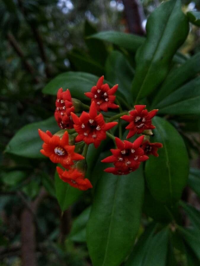 Bonellia macrocarpa 4