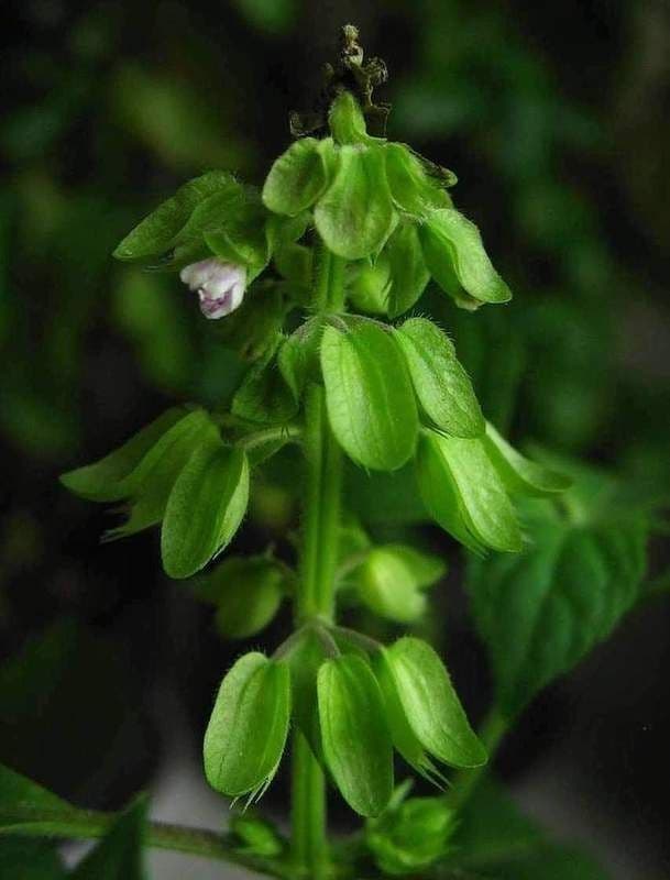 Basilico minore