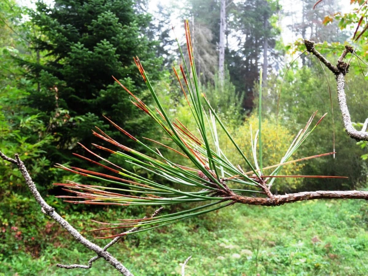 Borovice těžká 16