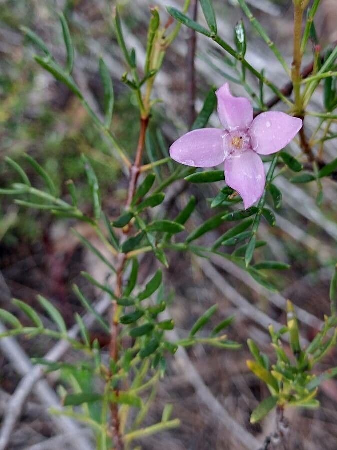 Boronia pennata 8
