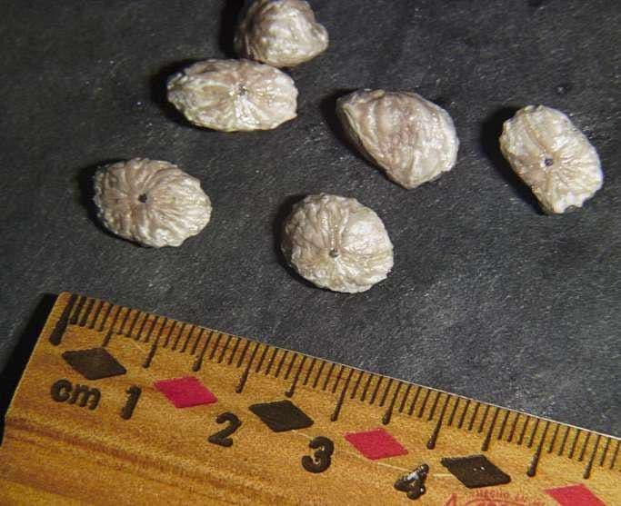 Herrania 18