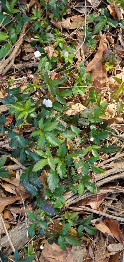 Süße Brombeere 3