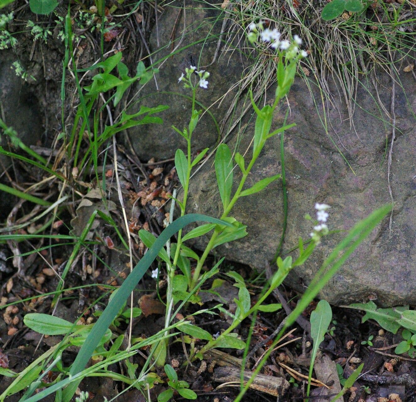 Miosotide lassa 9