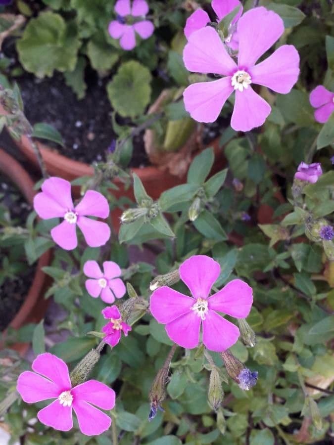 Saponaria rossa 9