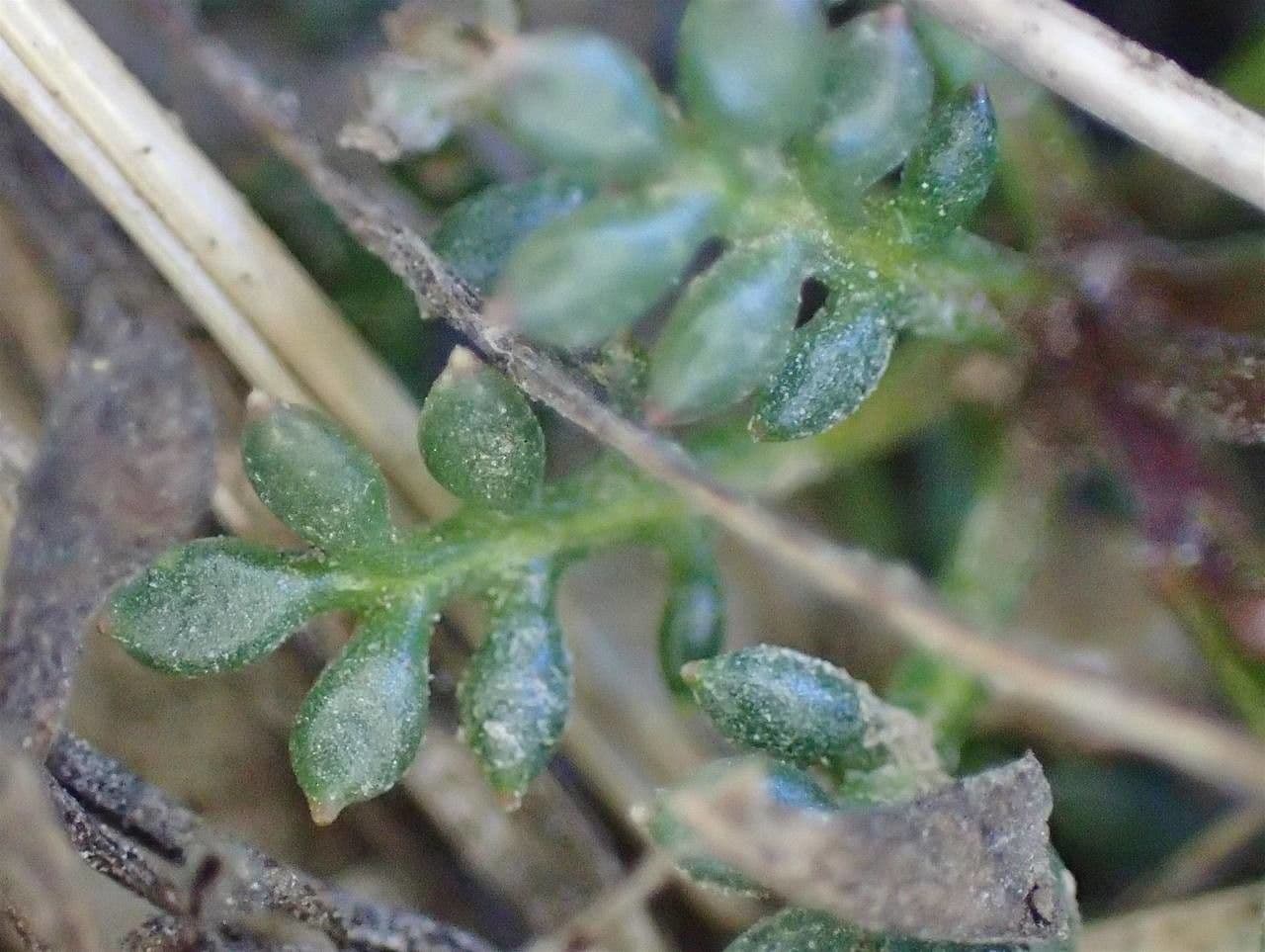 Iberidella alpina 12