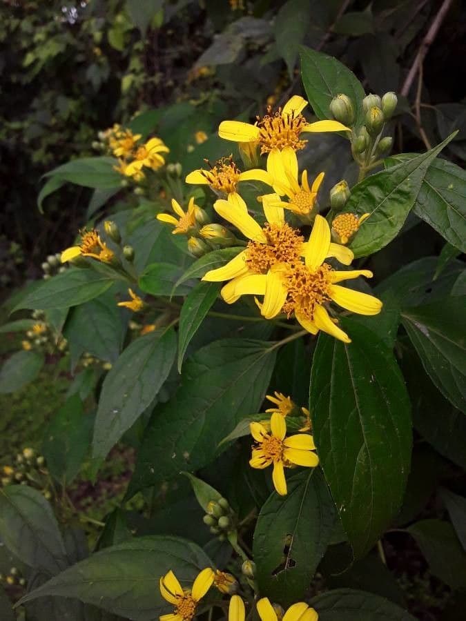 Calea urticifolia 2