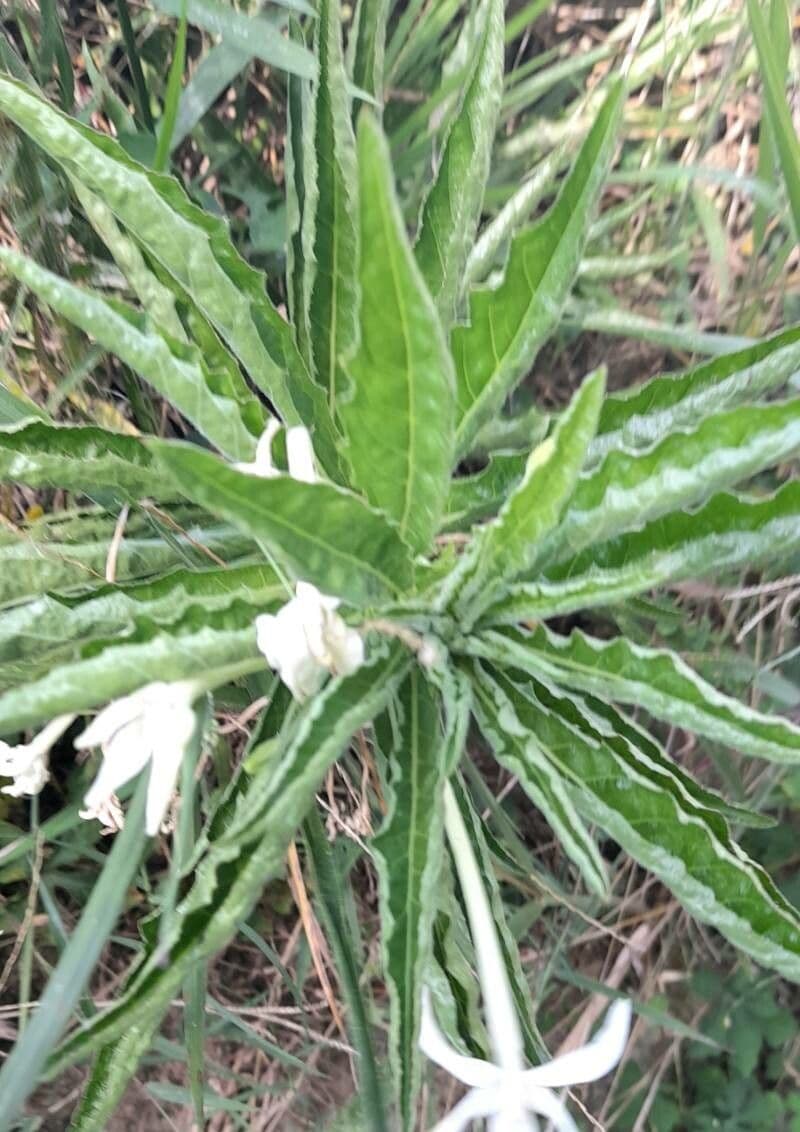Hippobroma longiflora 9