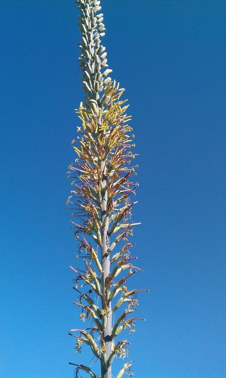 Agave lechuguilla 8