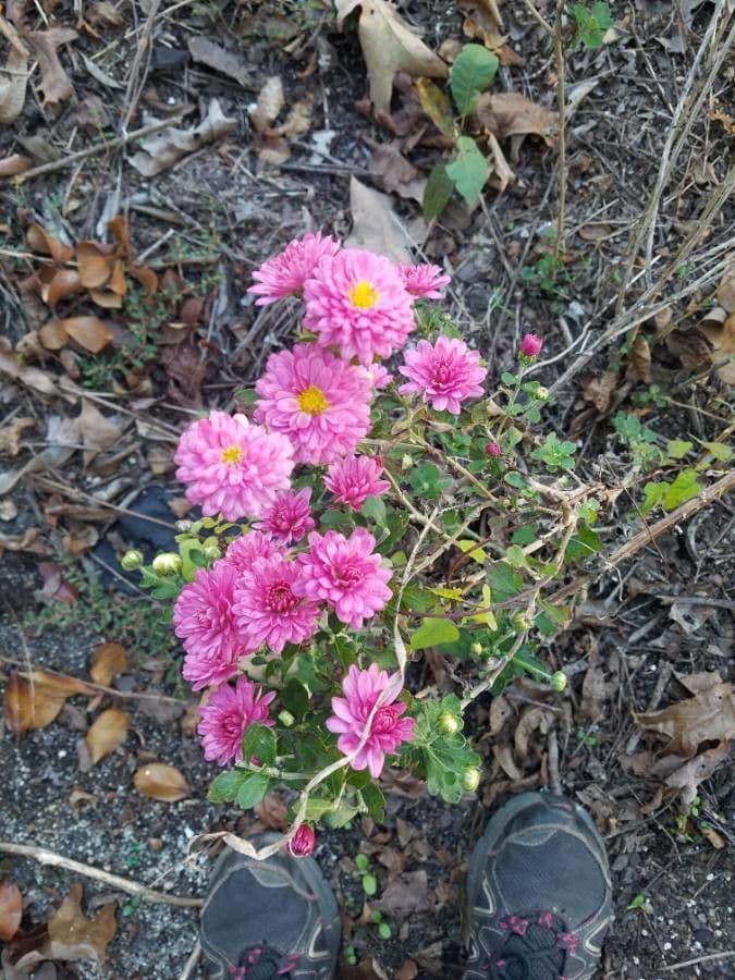 Callistephus chinensis 9