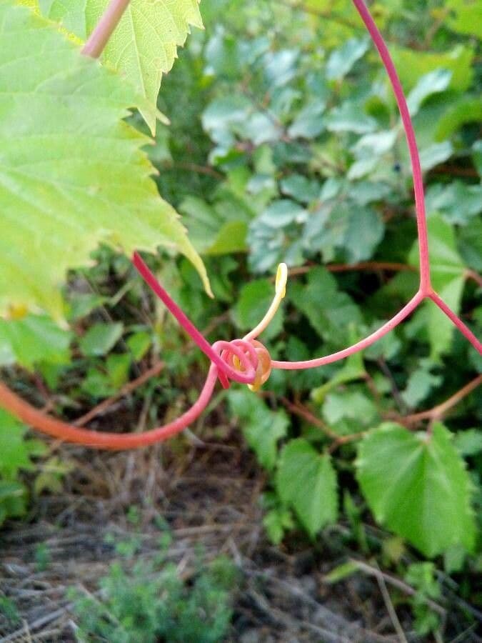 Fuchs-Weinrebe 26
