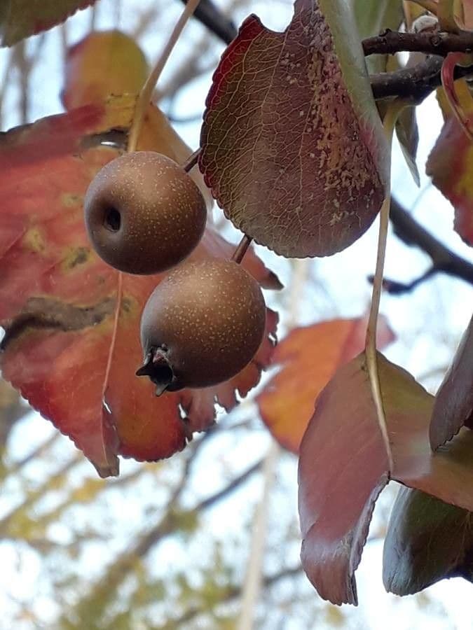 Pero di Callery
