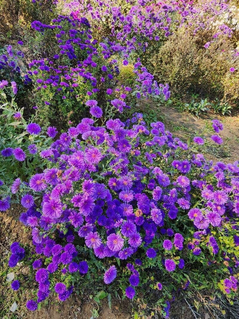 Raublatt-Aster 22