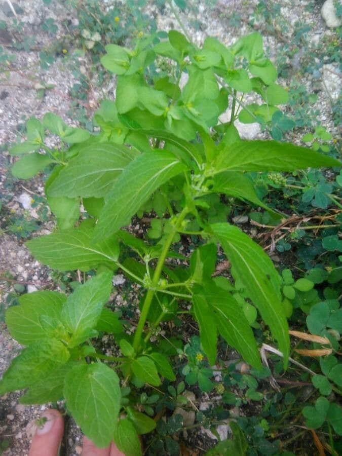 Kleines Springkraut 21