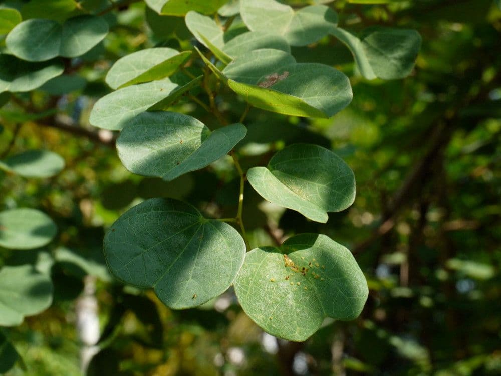 Bauhinia galpinii 25