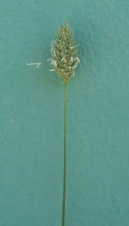 Phalaris 4