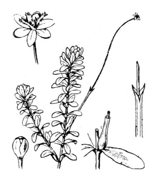 Elodea de Canadá 24
