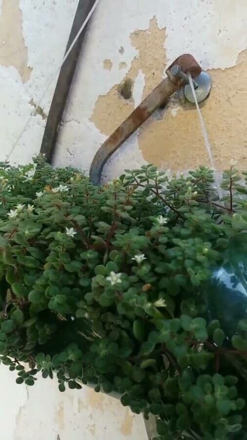 Crassula expansa