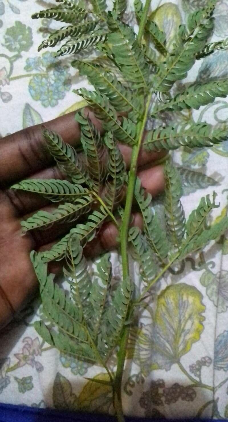 Albizia carbonaria 20