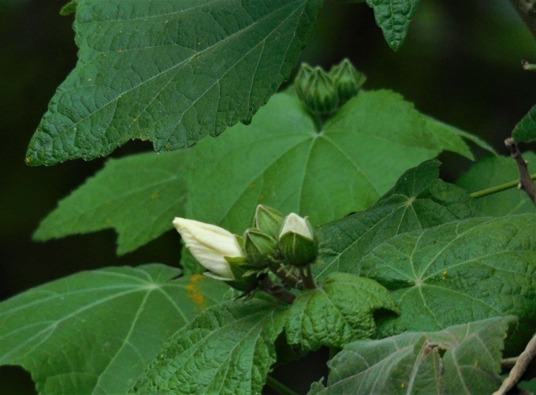 Pavonia columella 3