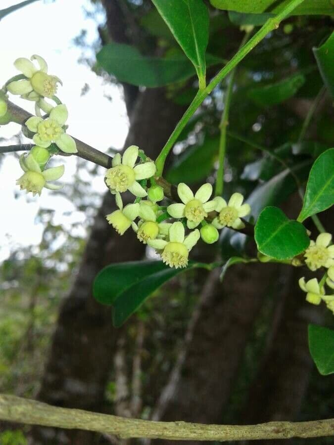 Trichilia havanensis 9