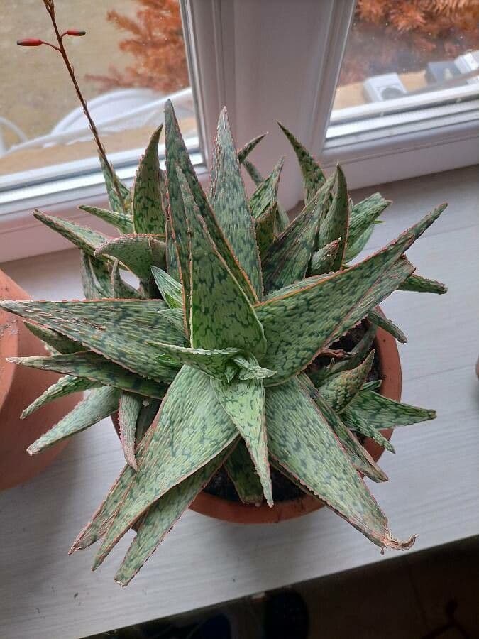 Aloe rauhii 8