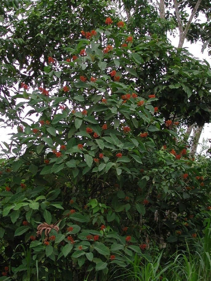 Palikurea 15