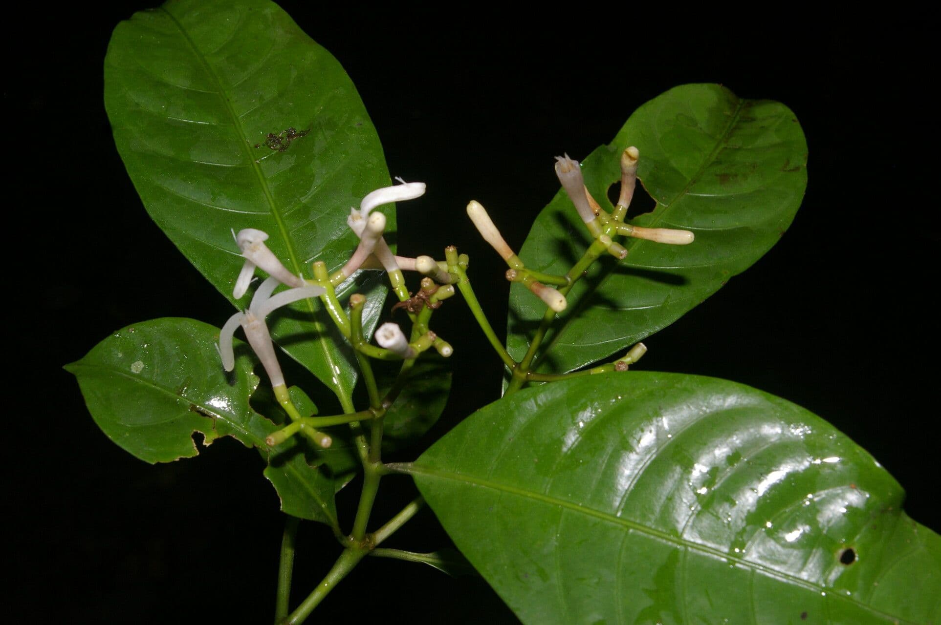 Palicourea