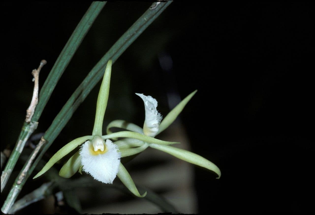 Brassavola 3