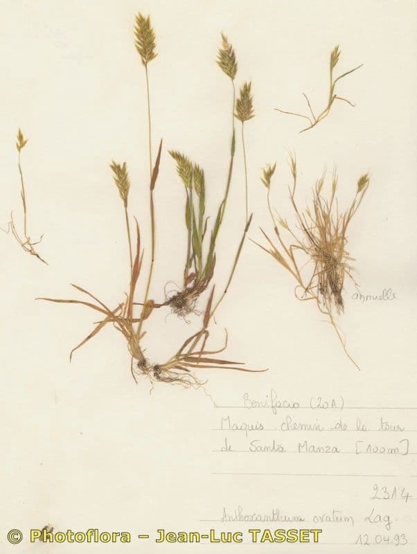 Fieno odoroso 3