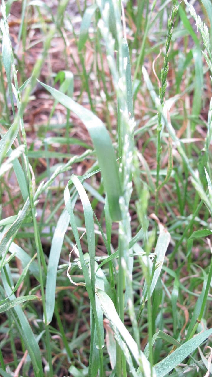 Jílek mnohokvětý 18