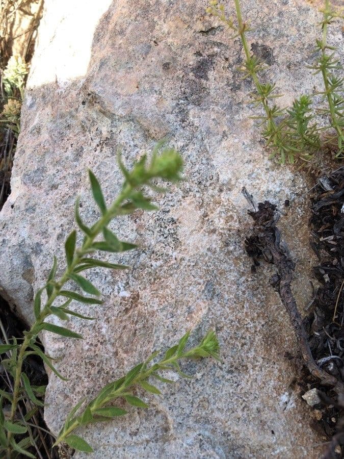 Klebrige chilienblume 11