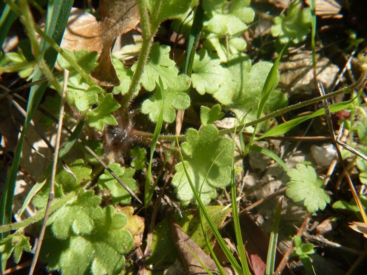 Knöllchen-Steinbrech 20