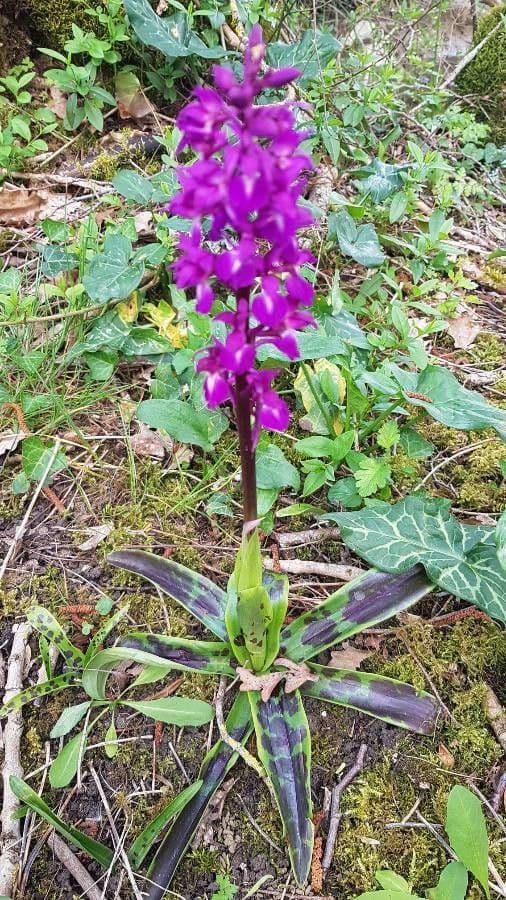 Stattliches Knabenkraut 2