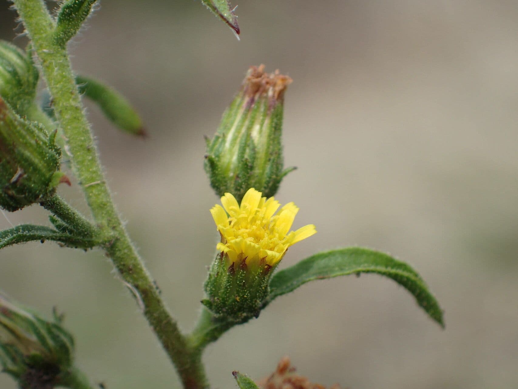 Inula fetida 13