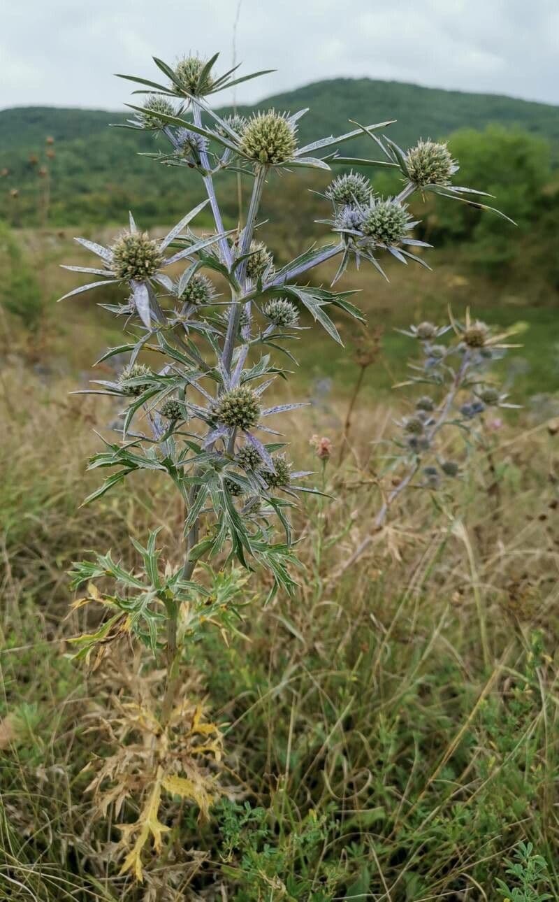 Panicaut d'améthyste 11