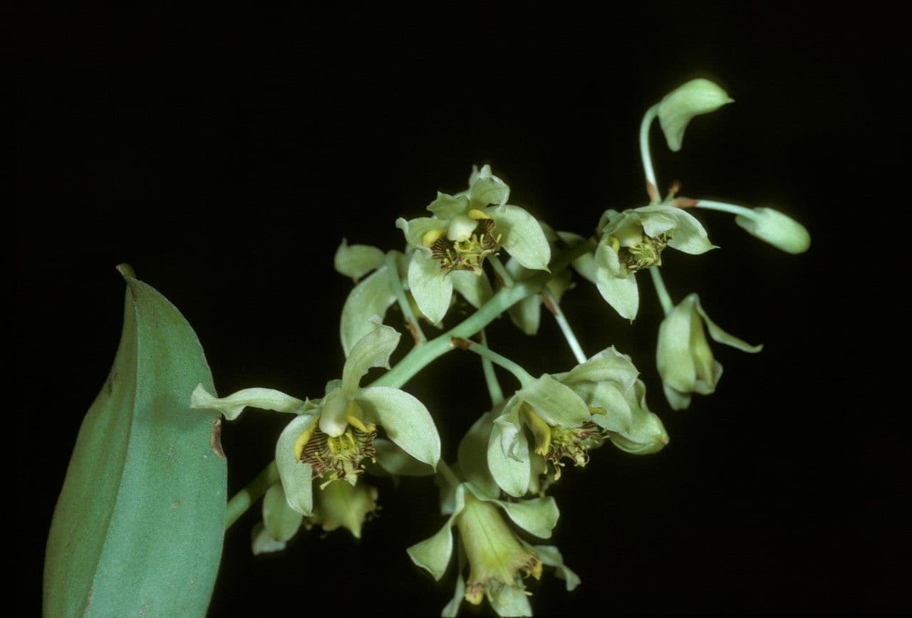 Bewimperte Sudamerlycaste 2
