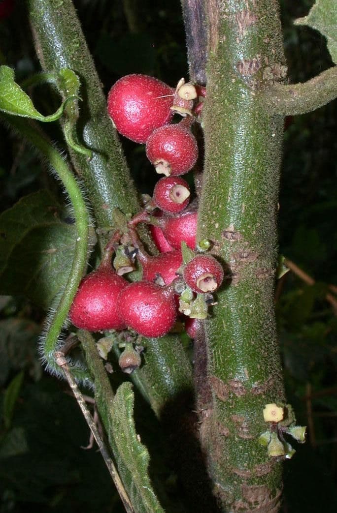Siparuna 3