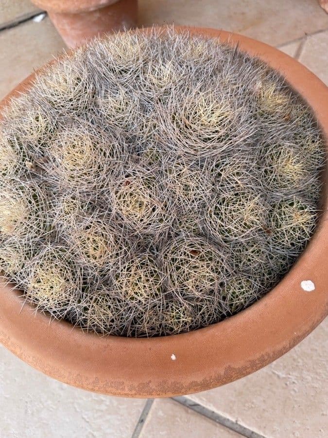 Cactus 8