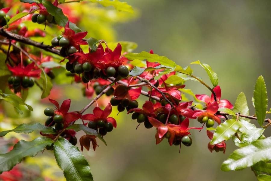 Ochna serrulata 10