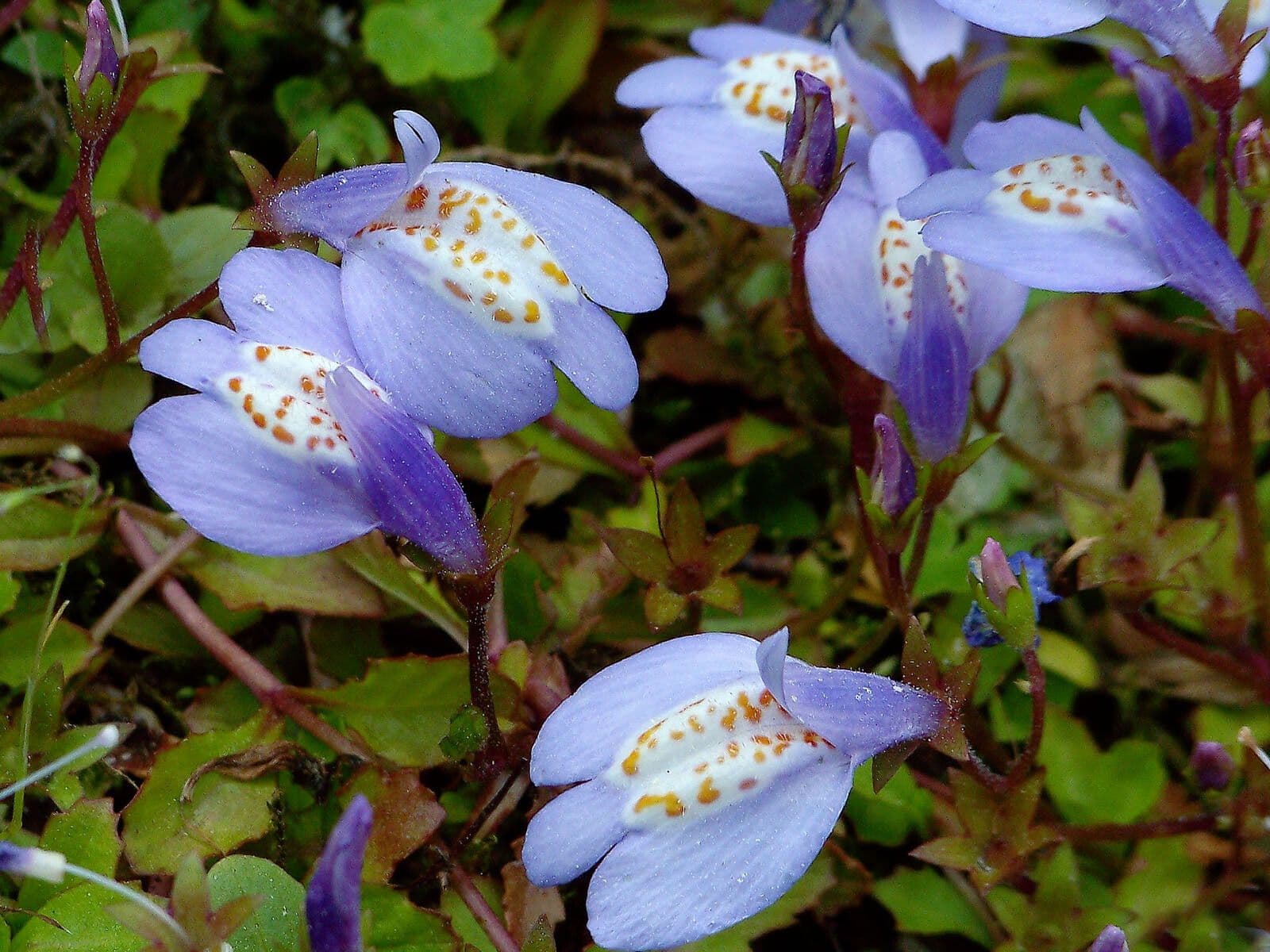 Miquels Mazus 3