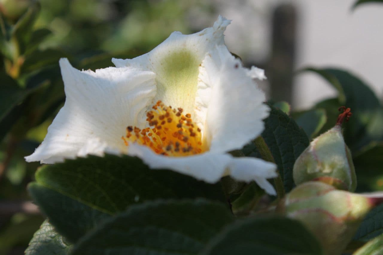 Stewartia ovata 3