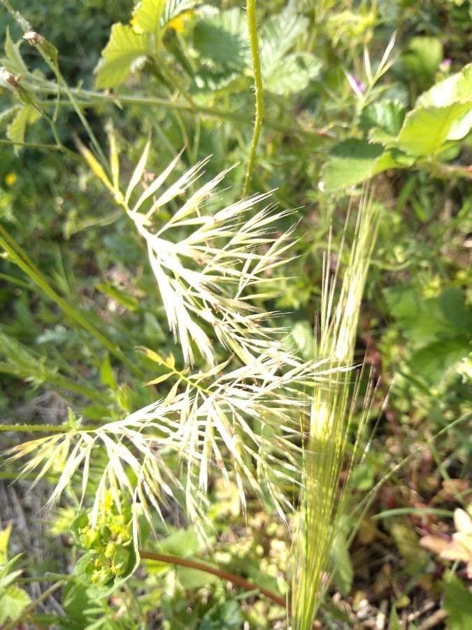 Festuca ligure 12