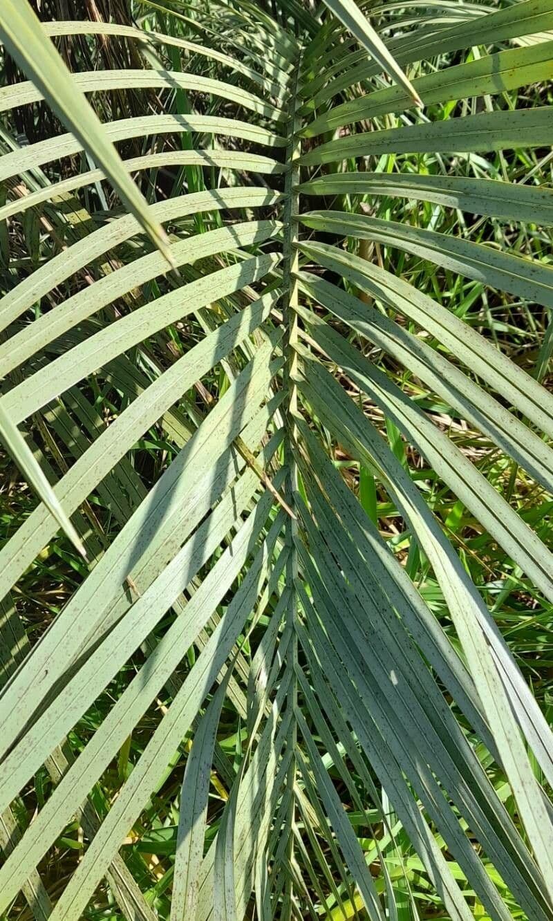 Butia 5