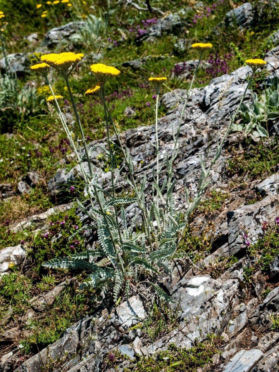 Achillea compatta 6