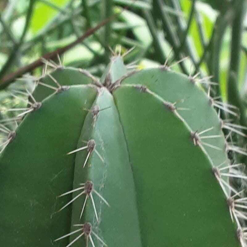 Isolatocereus 10