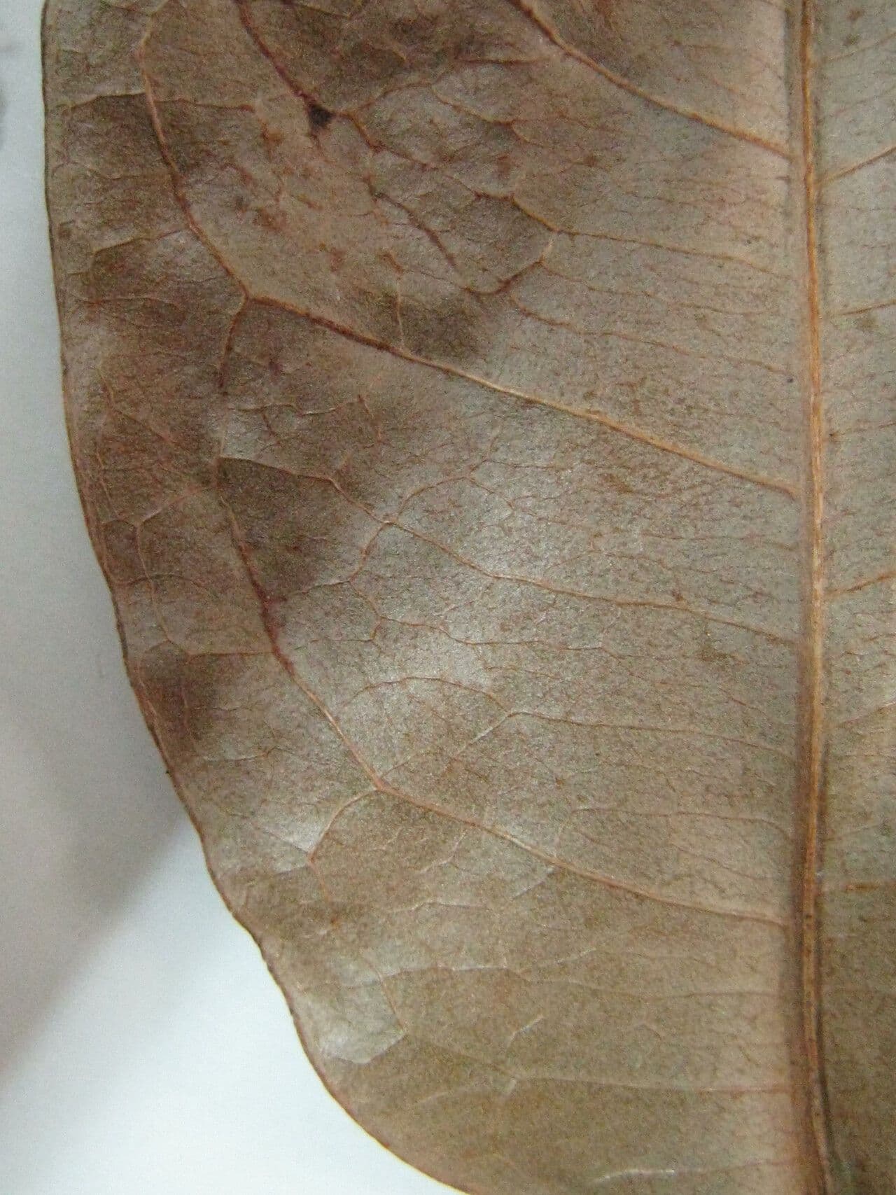 Spachea