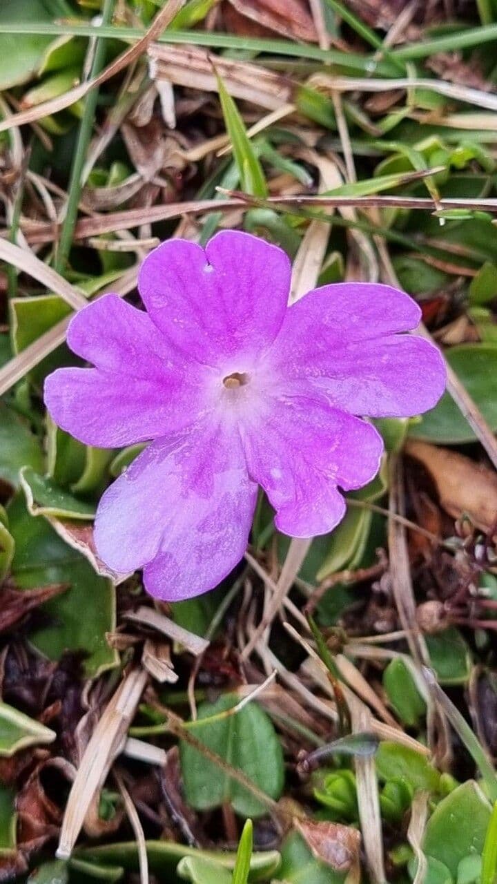 Primula 2