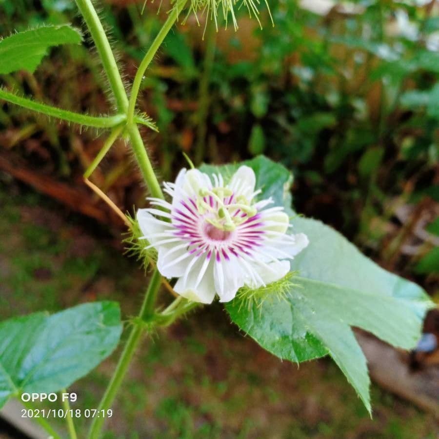 Passiflora fetida 7