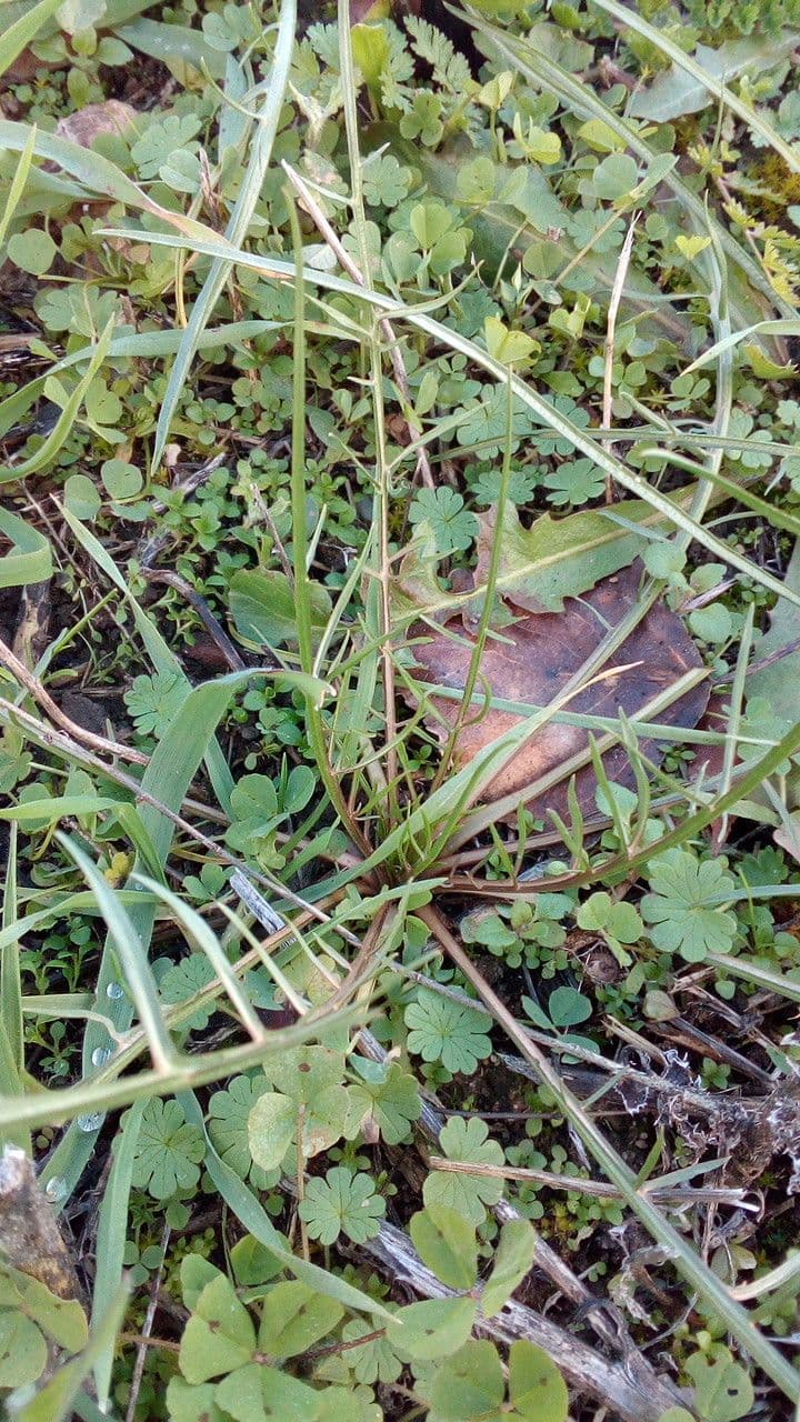 Säbel-Kratzdistel 19